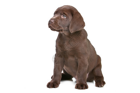 巧克力拉布多小狗在白色背景前的巧克力拉布多小狗犬棕色的在室内图片