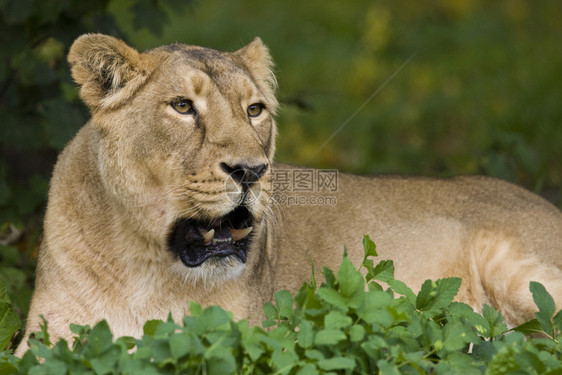 户外草地上的狮子图片