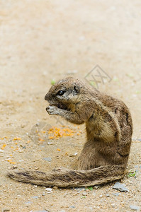 野生动物自然吃小地松鼠Xerus吞食胡萝卜花栗鼠图片