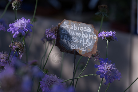 多年生植物Scabiosacolumbariarsquo蝴蝶蓝色rsquo在深色背景上的紫绽放Scabiosarsquo在深色背图片