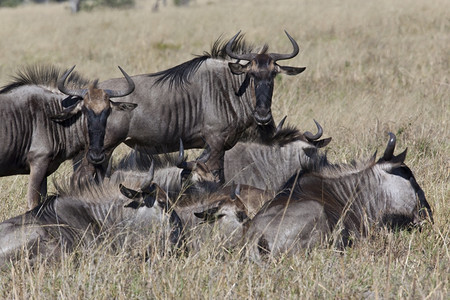 博茨瓦纳北部萨武提地区的一群WildebeestConnochaetestaurinus人动物艾伦非洲图片