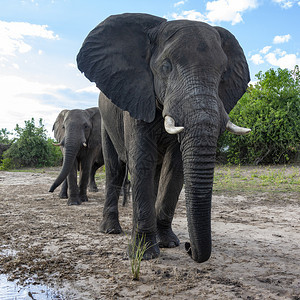 靠近荒野非洲博茨瓦纳萨武提地区水坑附近的非洲象属一种图片