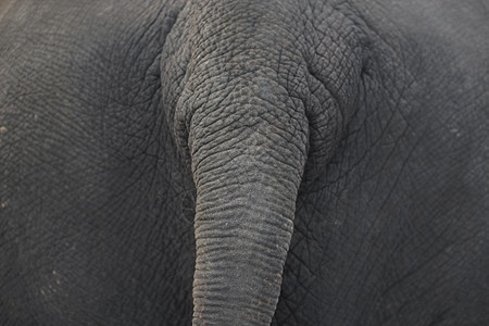 草夏天作为动物背景的大象皮肤和尾巴长毛象图片