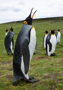 野生动物企鹅图片