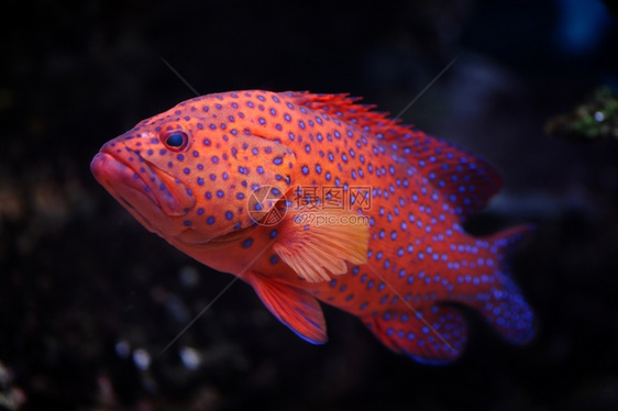 生动珊瑚海莫斯科物园水族馆的红种植者Cephalopholis迷你塔图片