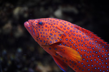 一种卡布里利亚莫斯科动物园水族馆的红种植者Cephalopholis迷你塔鳍图片