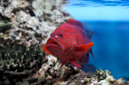 小型动物头孢菌属斯克莱兹涅夫莫科动物园水族馆的红种植者Cephalopholis迷你塔图片