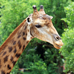 丛林稀树草原野生动物关闭绿色自然背景的长颈鹿图片