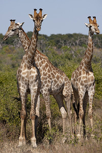 哺乳动物非洲北部博茨瓦纳乔贝公园的3个GiraffeGiraffacomlopardalis荒野苹果浏览器图片