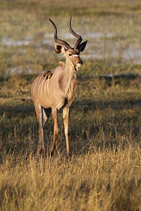 年轻的喇叭非洲博茨瓦纳奥卡万戈三角洲的一只年轻雄KuduTragelaphusstrepsiceros图片