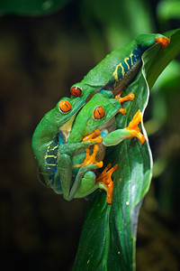 物种红眼树蛙Agalychniscallidryas荒野动物图片