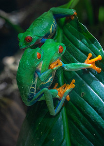 栖息地户外红眼树蛙Agalychniscallidryas绿色图片