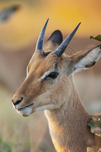 非洲博茨瓦纳北部萨武提地区的一名年轻男ImpalaAepycerosmelampus埃皮塞罗斯动物群苹果浏览器图片