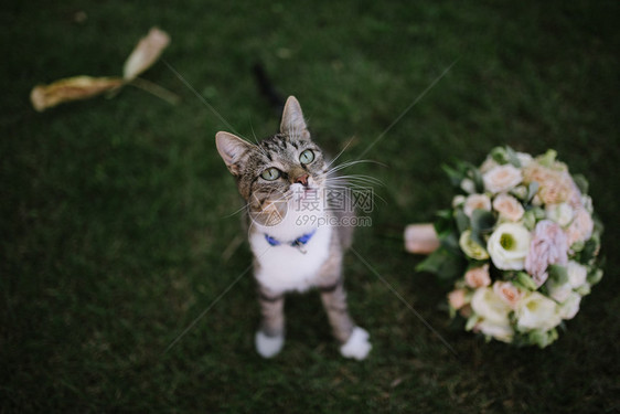 草地上的猫咪和花束图片