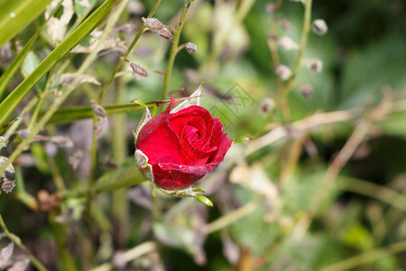 一种春天红玫瑰在花园里开丁户外图片