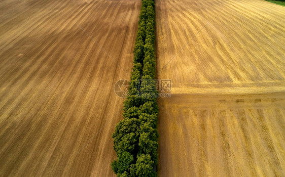 家庭伐木田的空中视图阴影景观图片