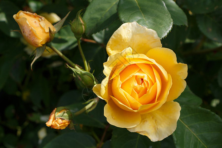 春天黄玫瑰花在园里雌蕊黄色的花背景图片