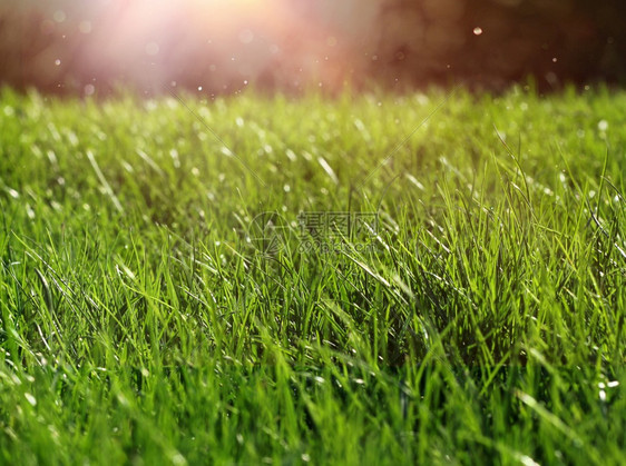 场地新鲜的绿草在阳光密闭自然生长概念绿草近增长概念中生新鲜图片