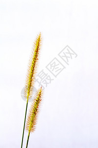 白色背景中孤立的草根玉石白色夏天图片