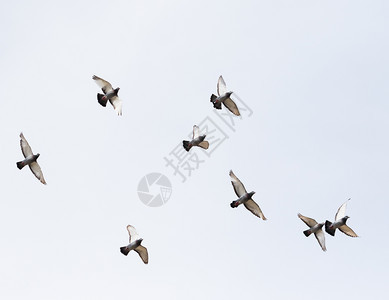 运动漂浮飞在空中的鸽鸟群航班图片