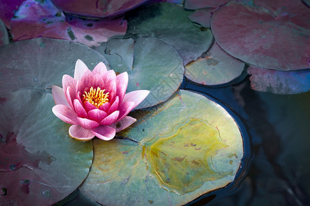 黑池塘中的粉水花或莲粉水或绿池中的莲雷诺湖粉色的图片