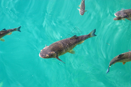 大鳟鱼在普利维茨湖清水中游泳泊淡液体图片