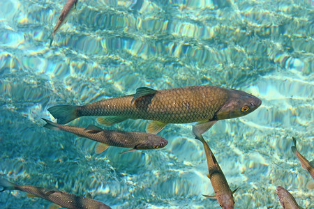 水下晶自然大鳟鱼在普利维茨湖清水中游泳图片