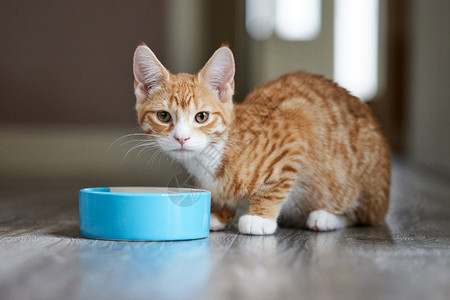 正在吃食物的可爱猫咪背景图片