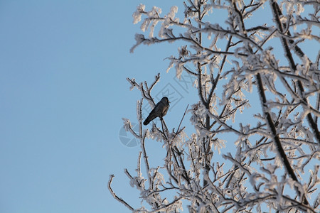 掠夺孤独分支雪树上单的黑鸟图片