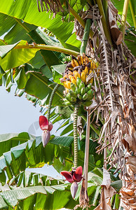 健康树上有些香蕉过量地生长在树上成熟新鲜的图片