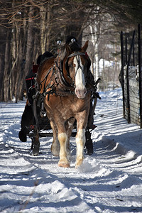 一种在冬天拉雪橇的马轮钉住鲈鱼图片