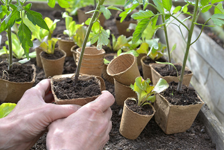一种生长植的手持番茄树苗园艺人准备种植在花园中图片