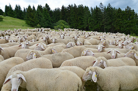农场羊毛牧人吃图片