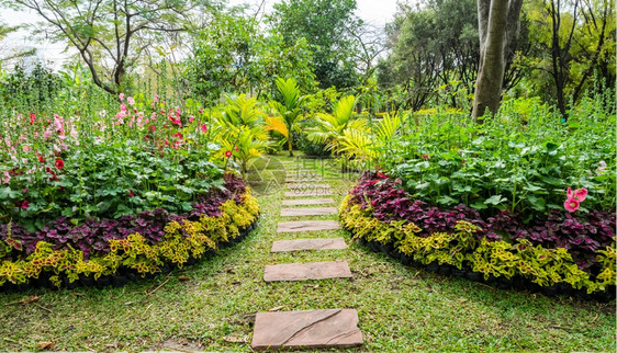 人行道花园的石路线植物图片