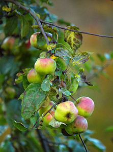 树枝上的绿苹果和红紧贴在树枝上饮食花园红色的图片