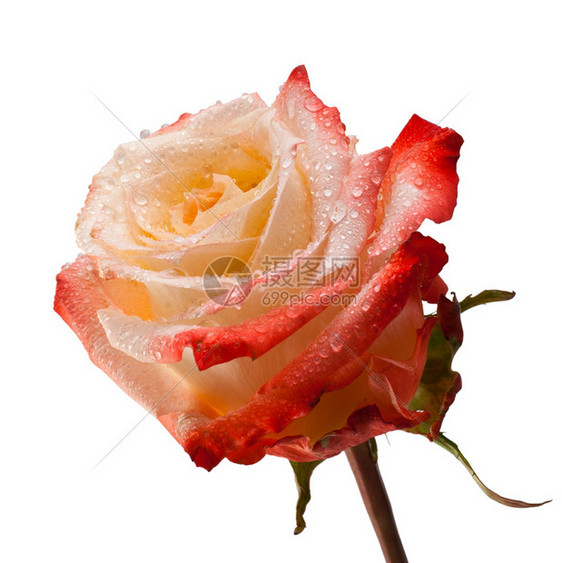 情人节花的玫瑰头闭紧以白色背景隔绝粉红花和橙色玫瑰在白背景长茶的照片关上爱图片