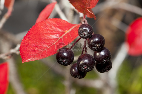 新鲜的野樱莓红色树叶背景下的阿罗尼亚梅拉诺卡帕黑窒息莓罗文图片