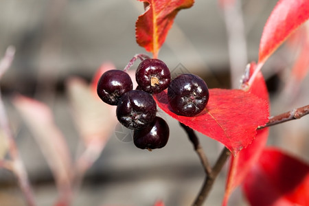 红色树叶背景下的阿罗尼亚梅拉诺卡帕黑窒息莓收获健康红色的图片