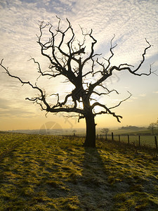 联合王国北约克郡冬季滚动农田的一棵无叶树位于联合王国北约克郡旅游艾伦黄昏图片