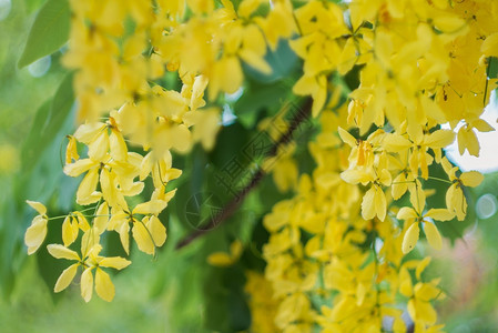 泰国带有bokeh背景的金花朵黄色图片