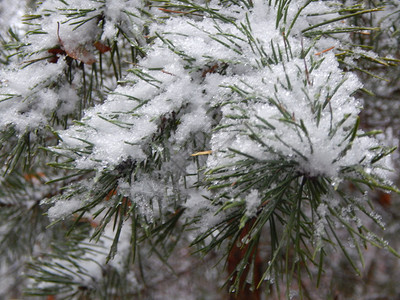 冷冻A冬季森林植物在背景上的纹理最佳季节图片