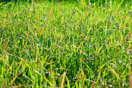 夏天绿色的草图片