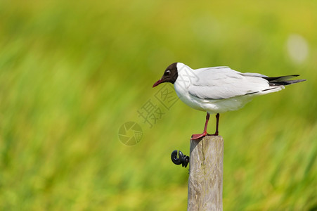 极带头黑海鸥坐在草地上的木杆鸟图片