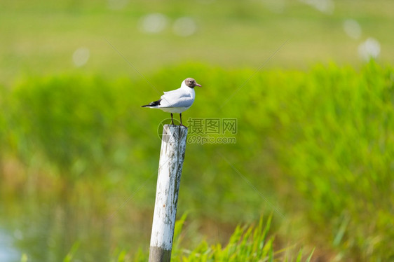 黑头海鸥坐在草地上的木杆自然特谢林一团图片