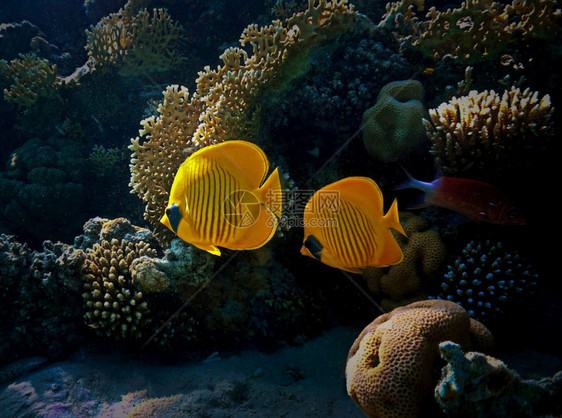 水族馆珊瑚礁热带鱼类对珊瑚礁的比旅行蓝色图片