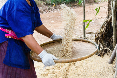 泰国农民打大米业稻田文化图片