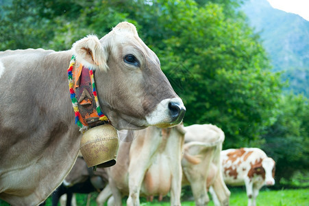 牛肉放牧奶铃和彩色腰带绿图片