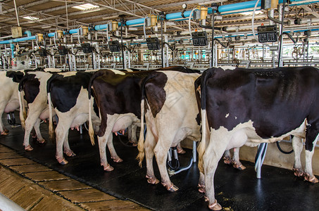 行业干净的设施农场里奶牛图片