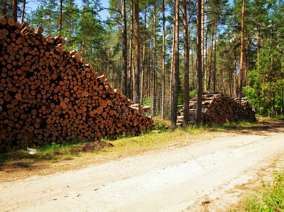 环境道路附近森林中的原木靠近头图片
