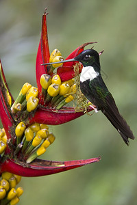 在厄瓜多尔北部皮钦查明多云林的因卡蜂鸟群苦涩美国动物图片